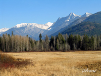 Cabinet Wilderness by Paulette Ross