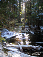 Cedar Pond by Paulette Ross