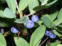 click to open current Huckleberry Festival page in separate window